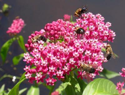 tachinid flies (possibly Archytas sp.) on Swamp Milkweed - view 1