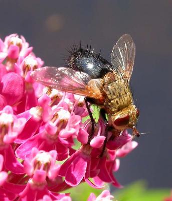 tachinid flies (possibly Archytas sp.) on Swamp Milkweed - 2