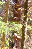 woodpeckers on hemlock tree