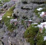 Walking Ferns -- <i>Asplenium rhizophyllum L</i>