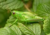 Grasshopper companion of spider with egg case