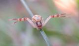 Crab spider on blade of grass