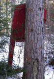 red door in the forest - 1