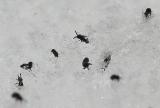 Springtails -- close-up 1