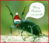 Rudolph the Red-nosed Blister Beetle