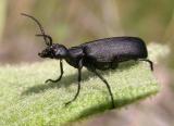 Blister beetle <i>(Meloidae -- Epicauta sp.)</i> on Mullein leaf