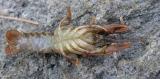 unidentified crayfish - 4 (possibly O. virilis)