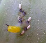 close view of parasitoids on cecropia caterpillar