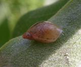 land snail on Common Milkweed