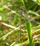 Common Spreadwing -- <i>Lestes sp.</i>