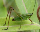 unidentified katydid nymph
