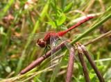 White-faced Meadowhawk -- Sympetrum obtrusum