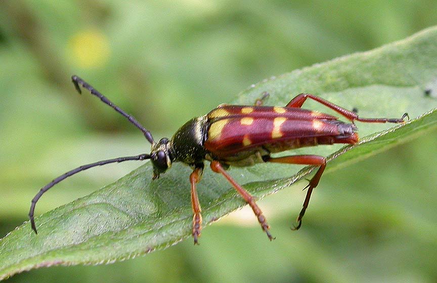 Banded Longhorn beetle --<i>Typocerus velutinus</i>