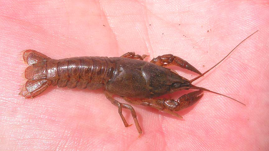 unidentified crayfish - 3 (possibly <i>O. virilis</i>)