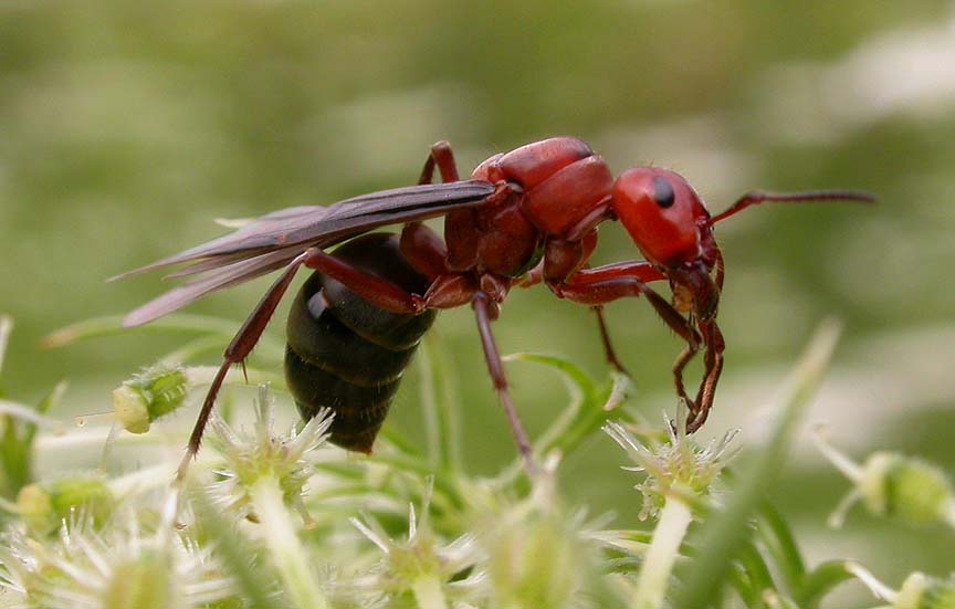 Winged female (queen) ant, probably <i>Formica sp. </i>