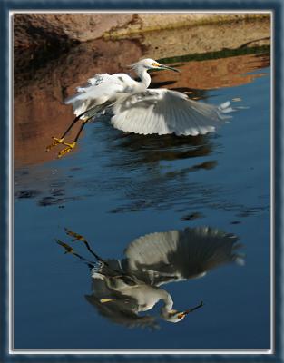 Egret's Reflection