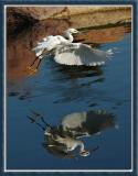 Egrets Reflection