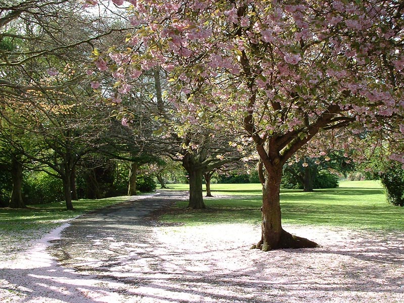 Fallen Blossom