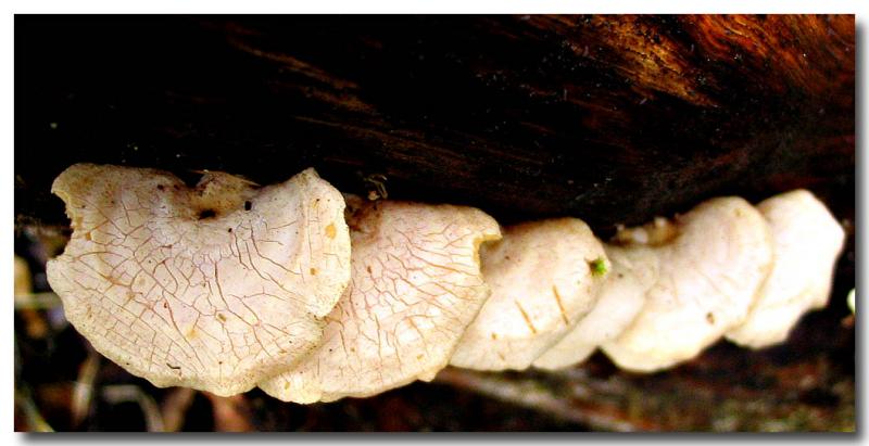 Growing in a row * by Gayle
