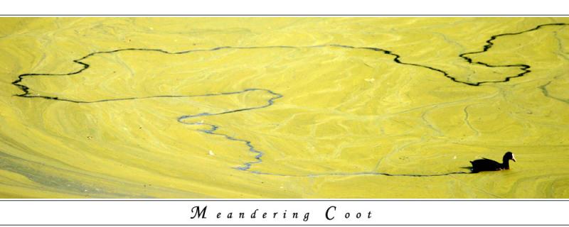 4th place<br><b>meandering coot</b><br><font size =1>Jon M</font>