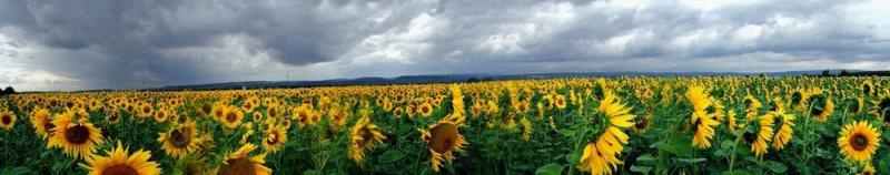 Sunflowers by Peter Bako