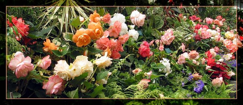 <b>Botanical Garden</b> *<br>by Pops