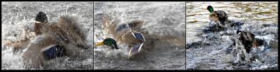 Duck Fight *by Phil M