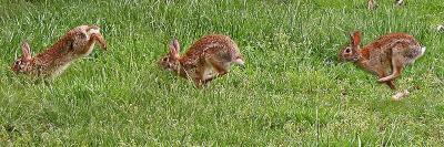 Rabbit Run by Denise Wall