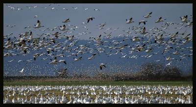 Snow Geese*Ann Chaikin