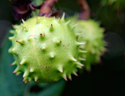 Prickly Character *