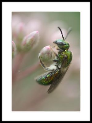 Augochlora Green Metallic Bee  by Jonathan Nissanov
