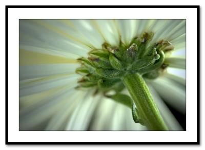 White Flower *