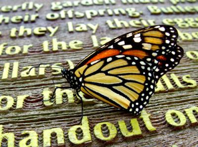Sign Of The ButterflyMarkjay