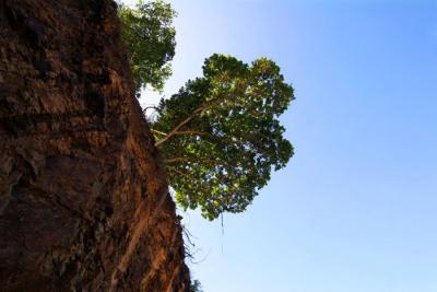 Tree Above the Cliff