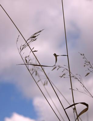 Grass Gestures *