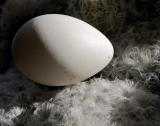 <b>Quaker Egg on Cactus</b>*<br>by Victor Engel