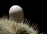 9th place <b>Quaker Egg on Cactus Spines</b>*<br>by Victor Engel