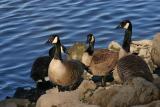 <B>Heads or Tail*</B><BR>by Garrett Lau