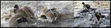 <b>Duck Fight</b> *<br>by Phil M