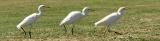 <B>Walk This Way*</B><BR>by Garrett Lau