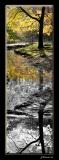 * Zoo Stream B&W Reflections by Lonnit Rysher