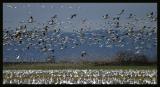 <B>Snow Geese</B><BR>*<FONT size=2>Ann Chaikin</FONT>