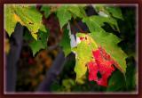the turning of the leaves *