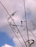 Grass Gestures *