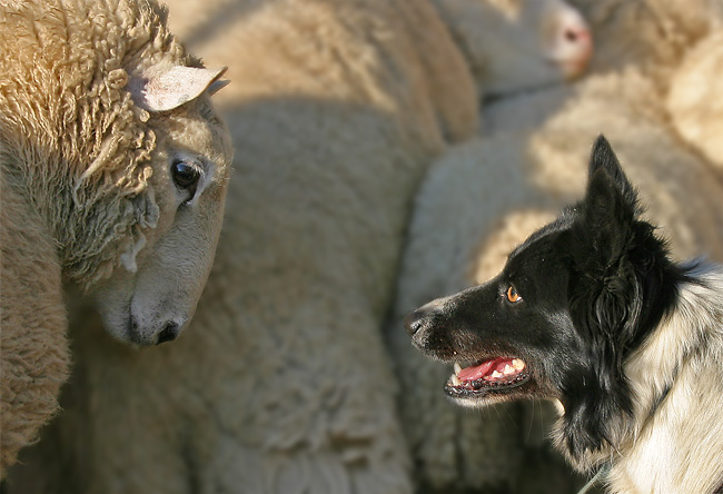4th place Opposing Views* by Denise Wall