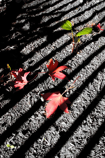 4th place <B>Life and Death</B>*<BR>by Garrett Lau
