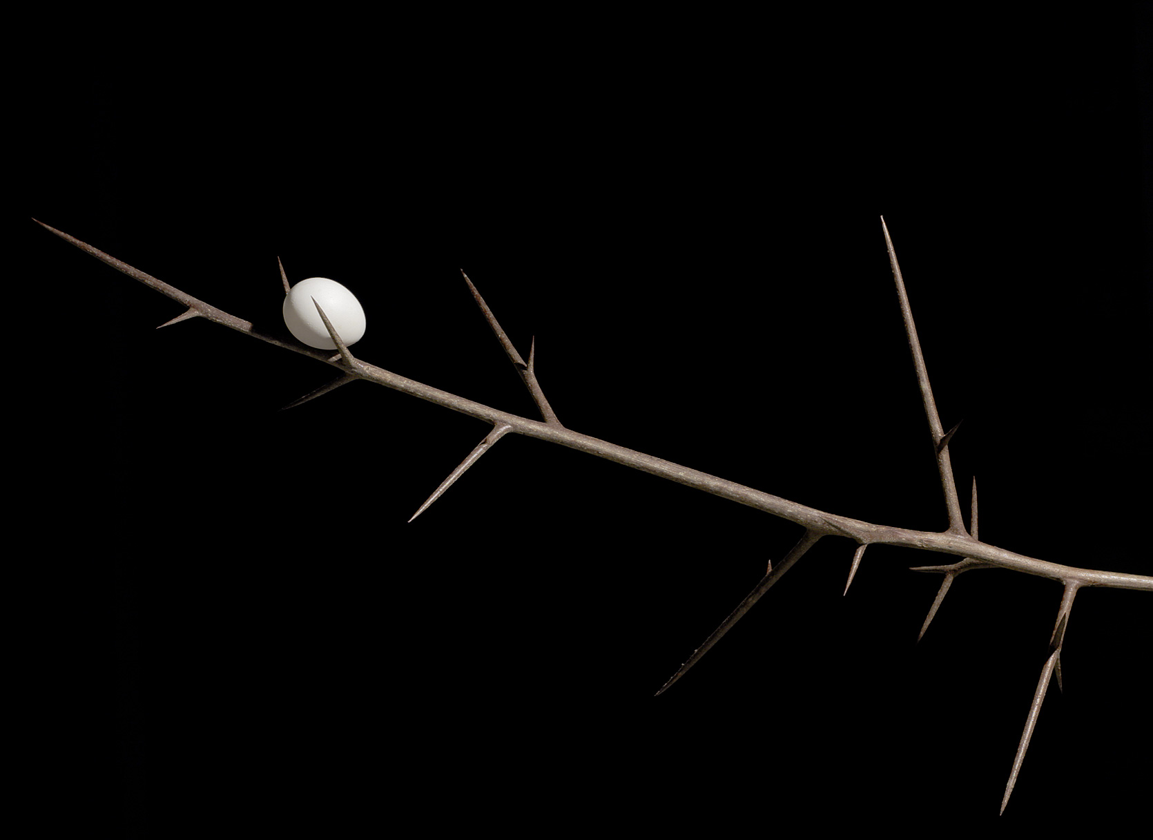<b>Quaker Egg on Thorn</b>*<br>by Victor Engel