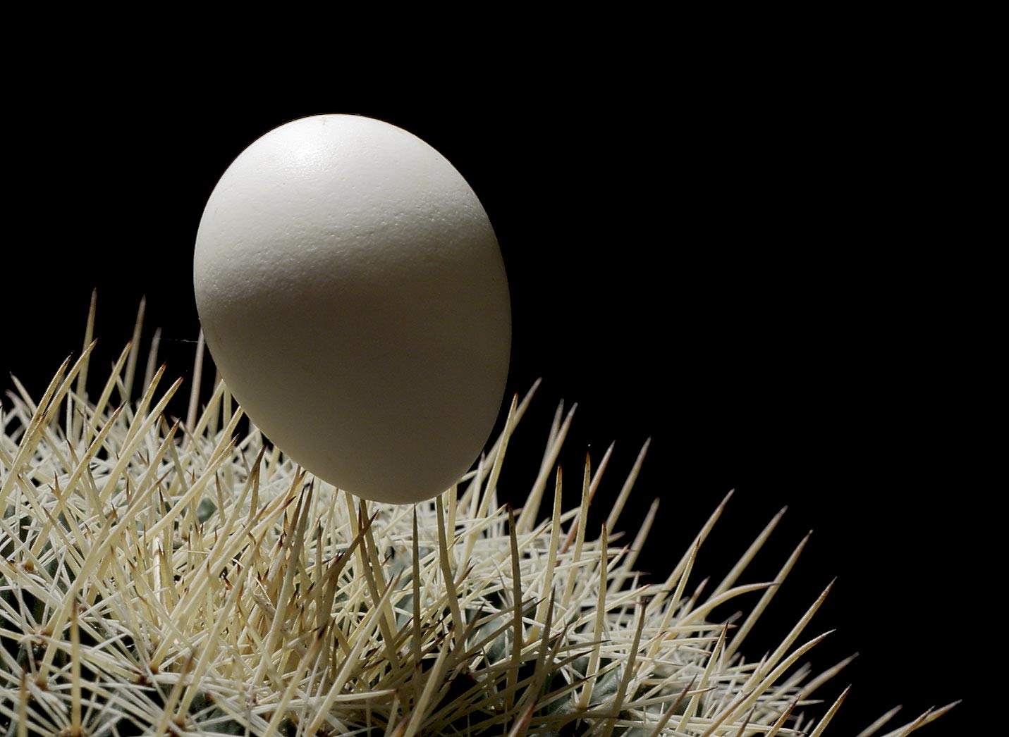 9th place <b>Quaker Egg on Cactus Spines</b>*<br>by Victor Engel