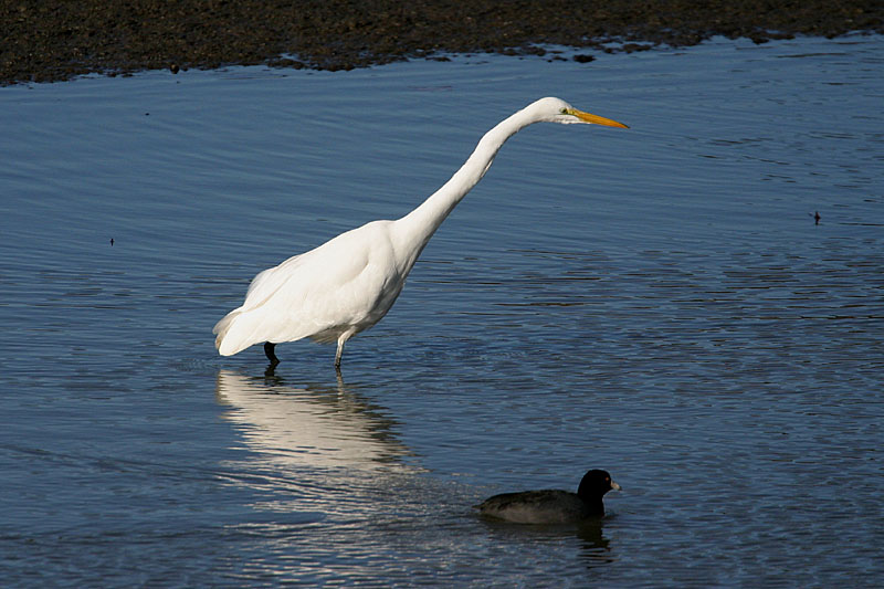 <B>Neck and Neck*</B><BR>by Garrett Lau