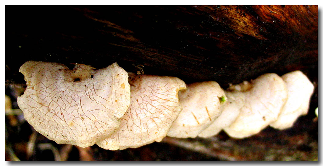 Growing in a row * by Gayle